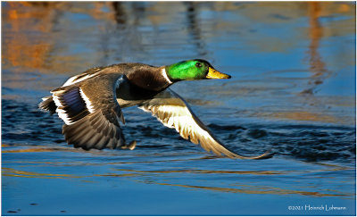 K3308741-Mallard-male.jpg