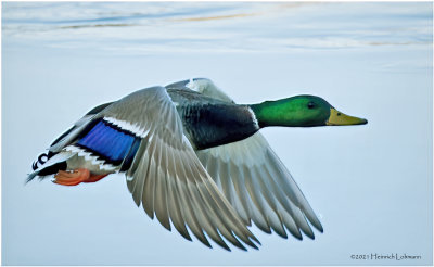 K3308742-Mallard-male.jpg
