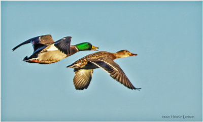 K3308752-Pair of Mallards.jpg