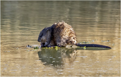 K3309024-Muskrat.jpg