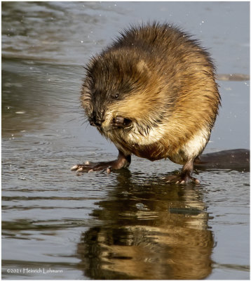 K3309053_1-Muskrat.jpg