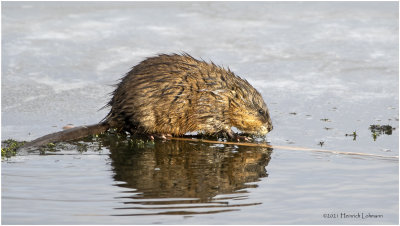 K3309072-Muskrat.jpg