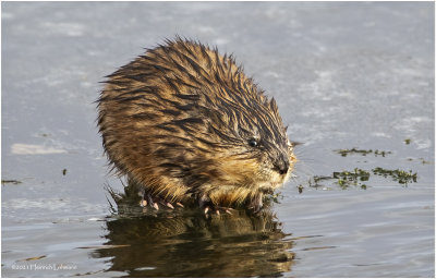 K3309079-Muskrat.jpg
