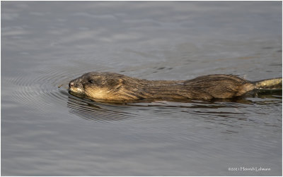 K3309085-Muskrat.jpg