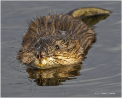 K3309090-Muskrat.jpg