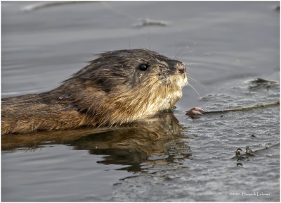 K3309104-Muskrat.jpg