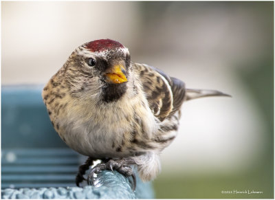 K3309526-Common Redpoll-female.jpg