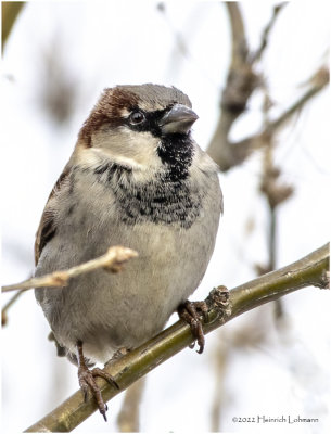 K3309611-House Sparrow-male.jpg