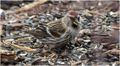 K3309753-Redpoll.jpg