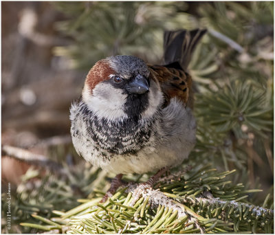 K3309811-House Sparrow-male.jpg