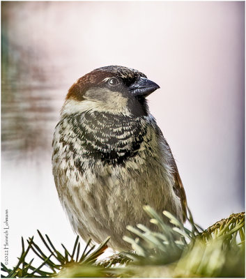 K3309886-House Sparrow-male.jpg