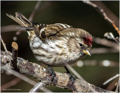 K3309924-Common Redpoll.jpg