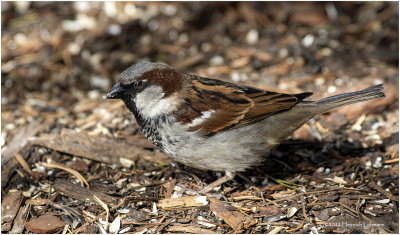 K3309983-House Sparrow-male.jpg