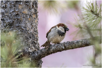 K3310018-House Sparrow-male.jpg