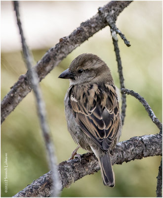 K3310029-House Sparrow-female.jpg
