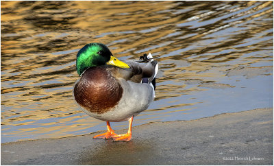K3310100-Mallard-male.jpg