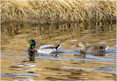 K3310163-Paie of Mallards.jpg