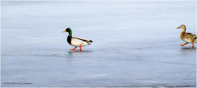 K3310188-Mallard Pair.jpg