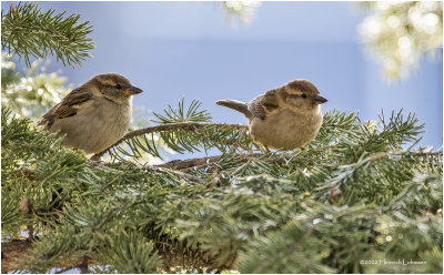 K3310428-House Sparrow-female.jpg