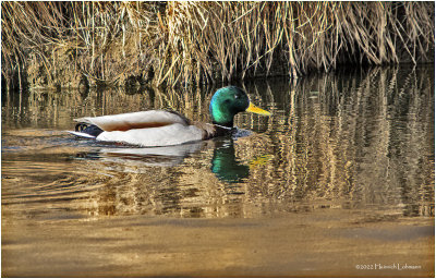 K3310581-Mallard-male.jpg