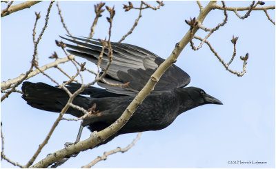 K3310692-American Crow.jpg