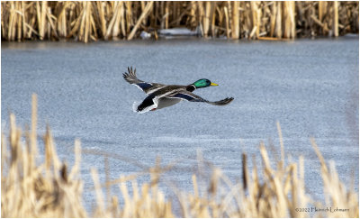 K3310821-Mallard-male.jpg