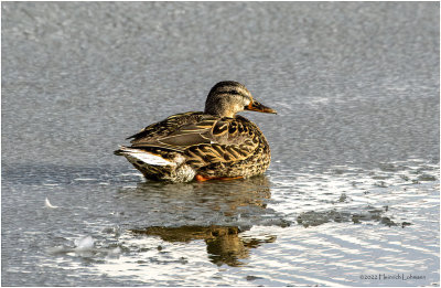 K3310836-Mallard-female.jpg