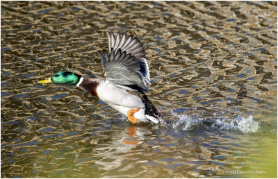 K3311055-Mallard-male.jpg