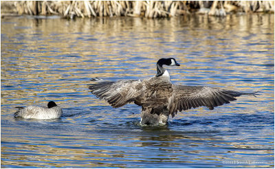 K3311081-Cabada Geese.jpg