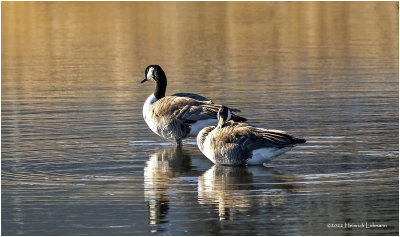 K3311087-Cabada Geese.jpg