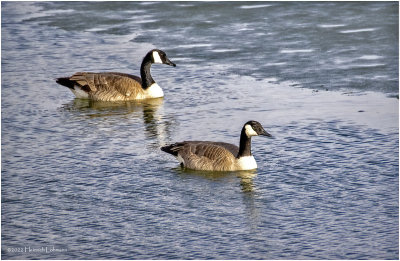 K4227864-Canada Geese.jpg