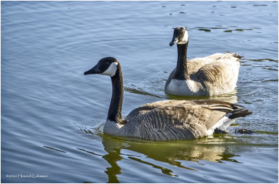 K4227868-Canada Geese.jpg