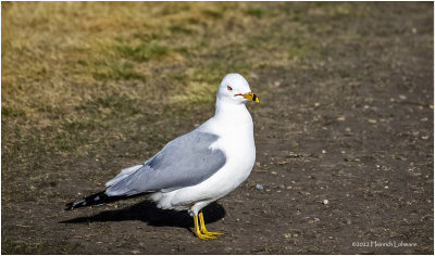 K4227892-Ring-billed Gull.jpg
