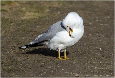 K3311194-Ring-billed Gull.jpg