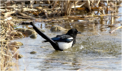K3311229-Black-billed Magpie.jpg