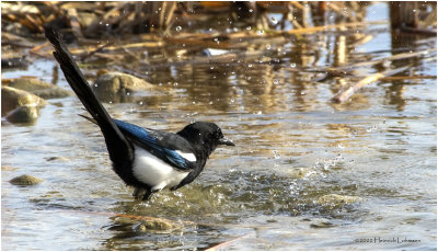 K3311246-Blacj-billed Magpie.jpg