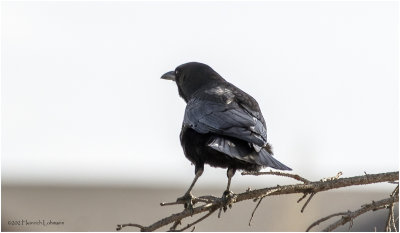 K3311281-Ammerican Crow.jpg