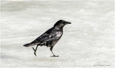 K3311310-American crow.jpg