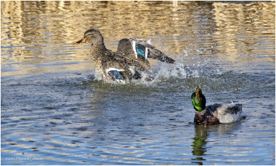 K3311589-Pair if Mallards.jpg