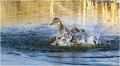 K3311609- Mallard-female.jpg
