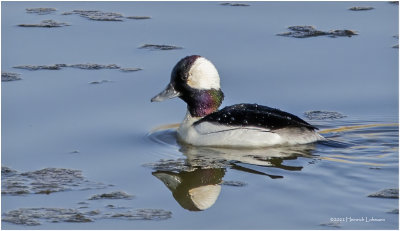 K3311630-Bufflehead.jpg