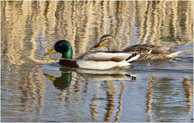 K3311692-Pair of Mallards.jpg