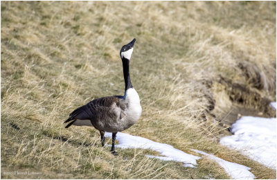 K4227927-Canada Goose.jpg
