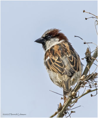 K3311847-House Sparrow-male.jpg