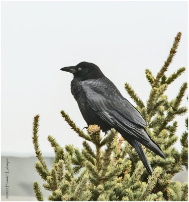 K3311854-American Crow.jpg