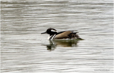 K3311915-Hooded Merganser-male.jpg