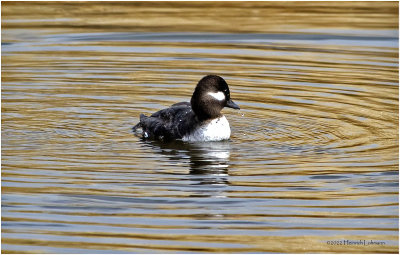 K3311989-Bufflehead-female.jpg