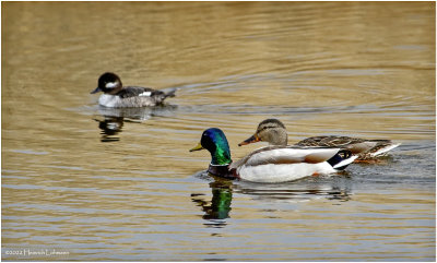 K3312007-Mallard Pair.jpg
