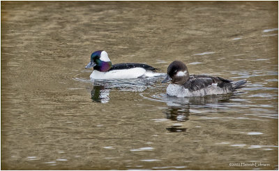 K3312034-Bufflehead Pair.jpg