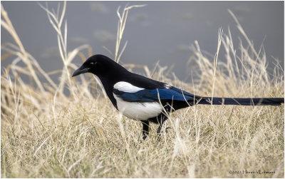 K4227959-Black-billed Magpie.jpg